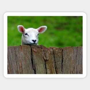 cute Lamb hiding Sticker